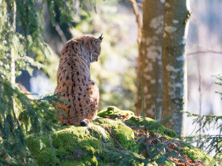 Luchs - CALVENDO Foto-Puzzle'