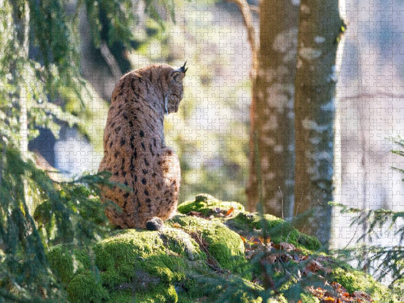 Luchs - CALVENDO Foto-Puzzle'