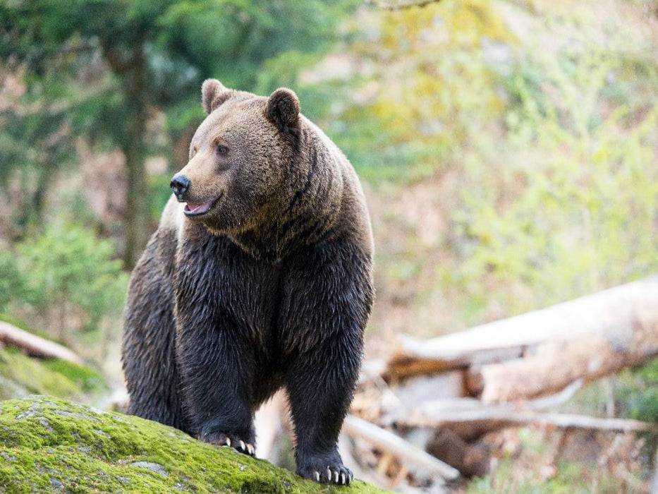 Braunbär - CALVENDO Foto-Puzzle'