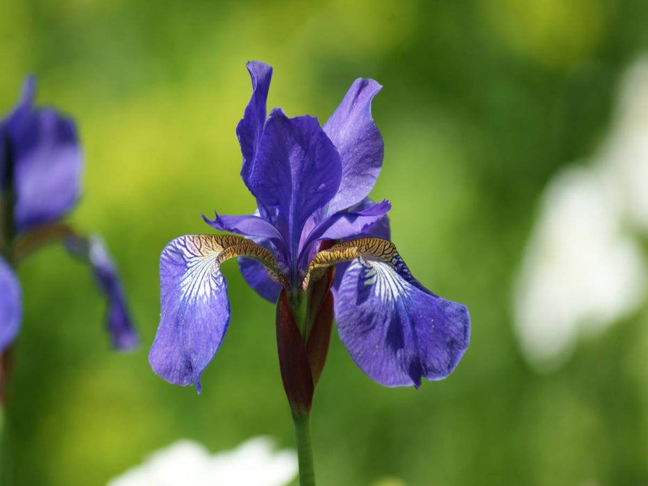 Iris - CALVENDO Foto-Puzzle'
