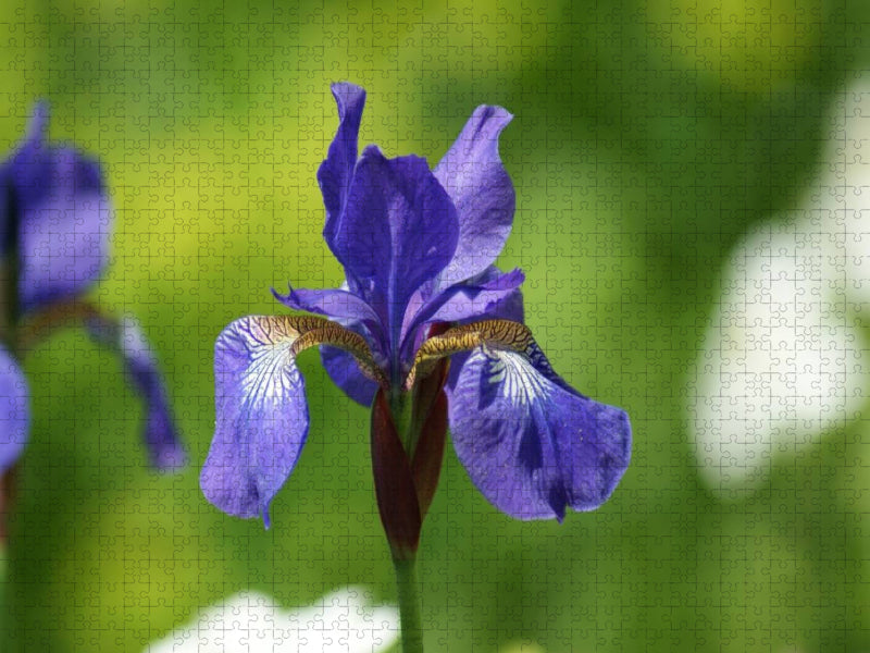 Iris - CALVENDO Foto-Puzzle'