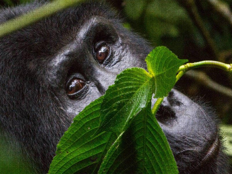 Watching you - CALVENDO Foto-Puzzle'