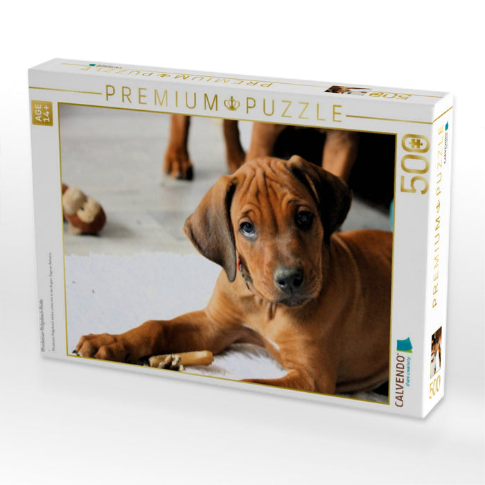 Rhodesian Ridgeback Rüde - CALVENDO Foto-Puzzle'
