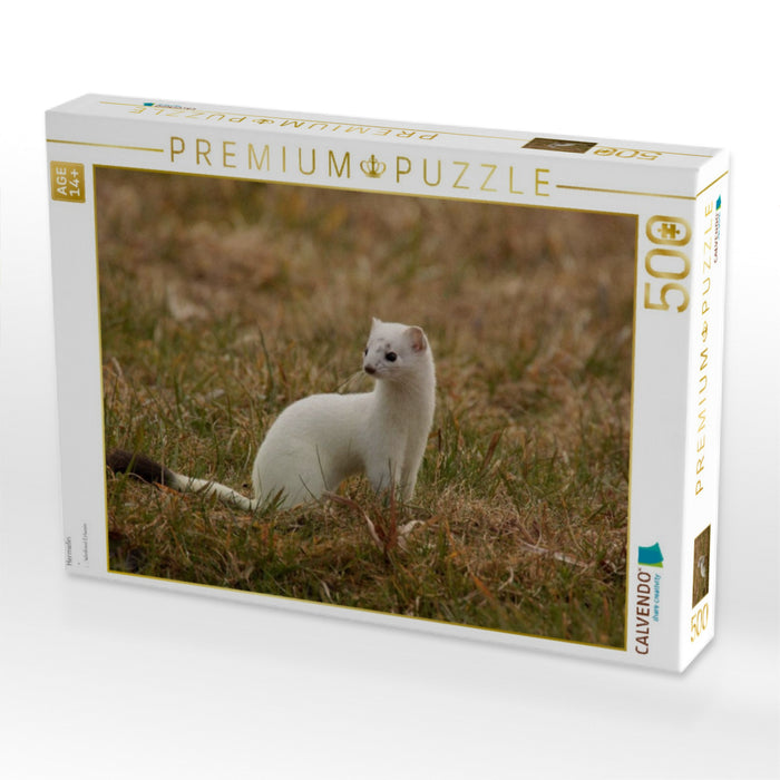 Hermelin - CALVENDO Foto-Puzzle'