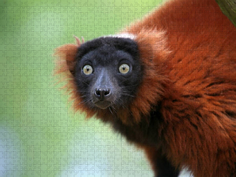 Roter Vari - CALVENDO Foto-Puzzle'
