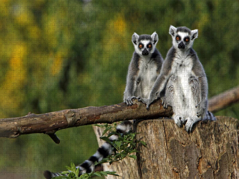 Kattas - CALVENDO Foto-Puzzle'