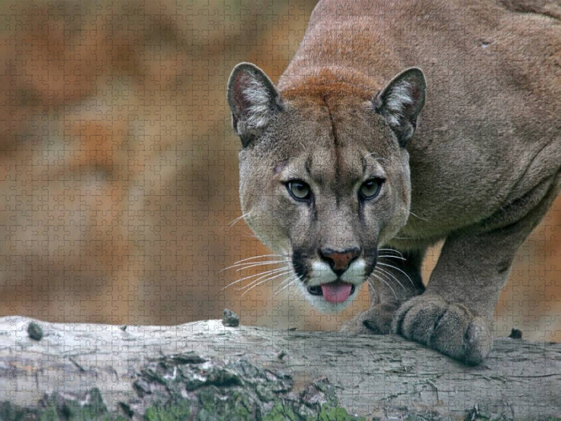 Puma - CALVENDO Foto-Puzzle'