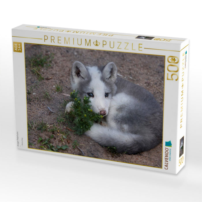 Junger Polarfuchs - CALVENDO Foto-Puzzle'