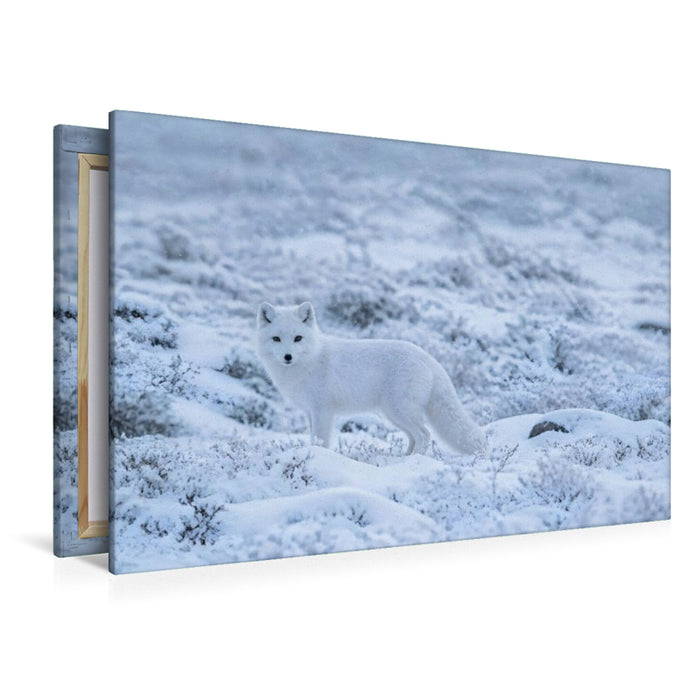 Premium Textil-Leinwand Fast eins mit dem Schnee – Polarfuchs im Winter
