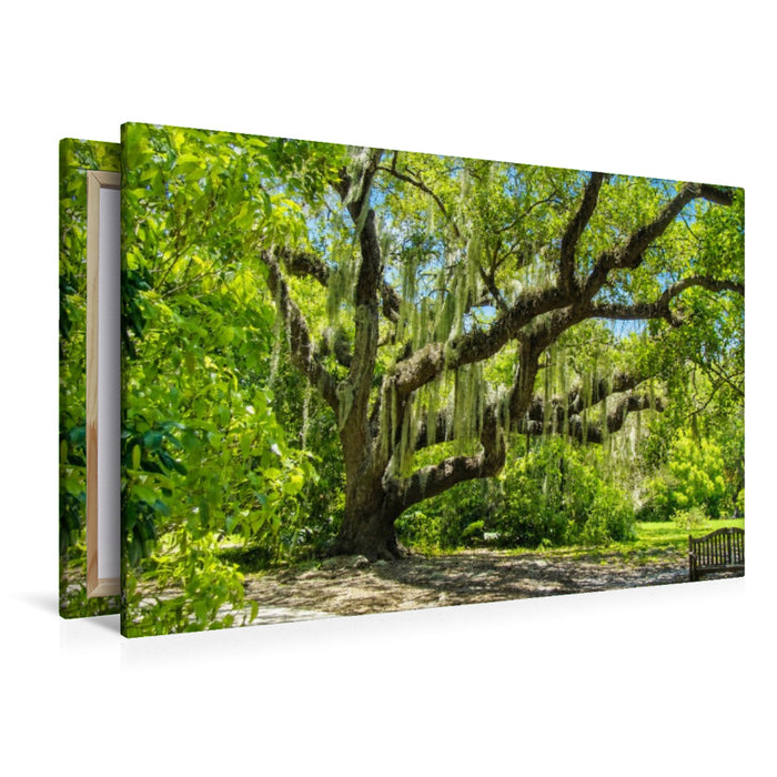 Premium Textil-Leinwand Floridas majestätische Eichen