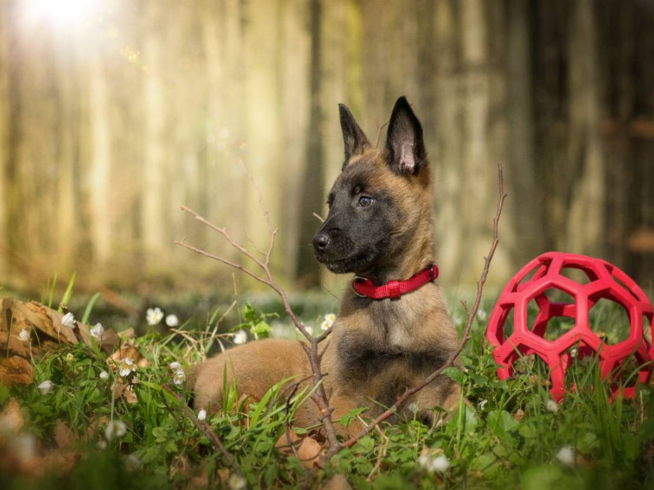 Junger Hund - CALVENDO Foto-Puzzle'