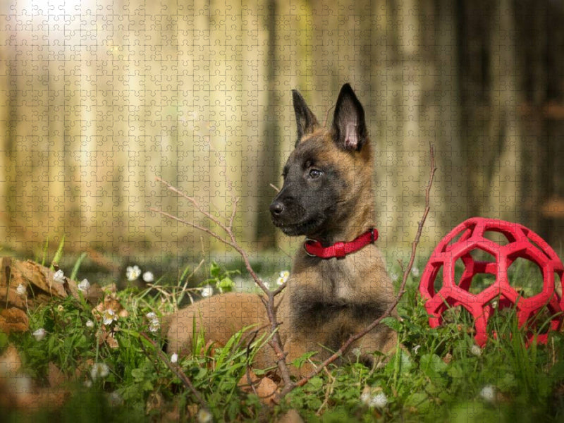 Junger Hund - CALVENDO Foto-Puzzle'