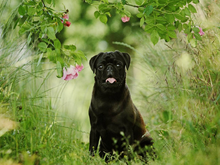 Schwarzer Mops - CALVENDO Foto-Puzzle'