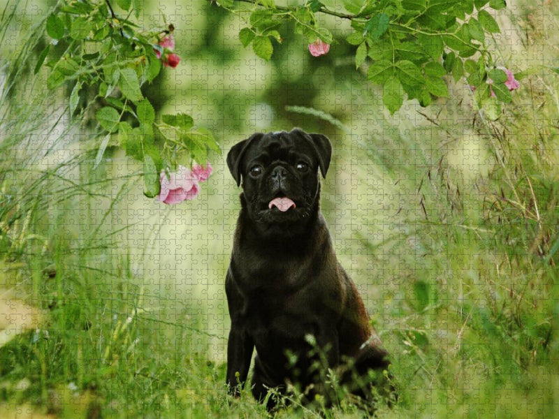 Schwarzer Mops - CALVENDO Foto-Puzzle'