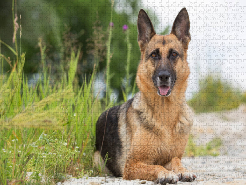 Laska - CALVENDO Foto-Puzzle'