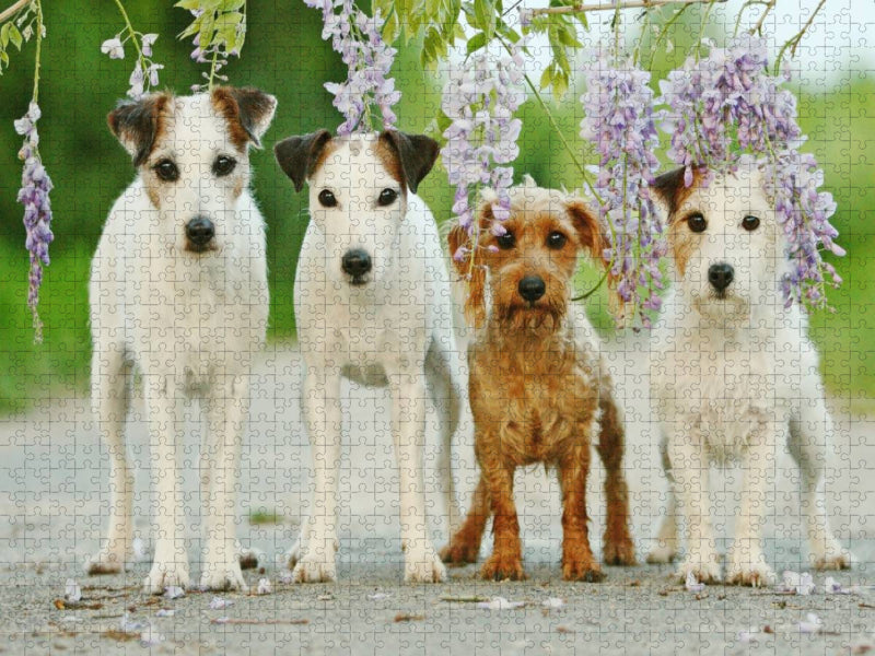 Vier Freunde - CALVENDO Foto-Puzzle'