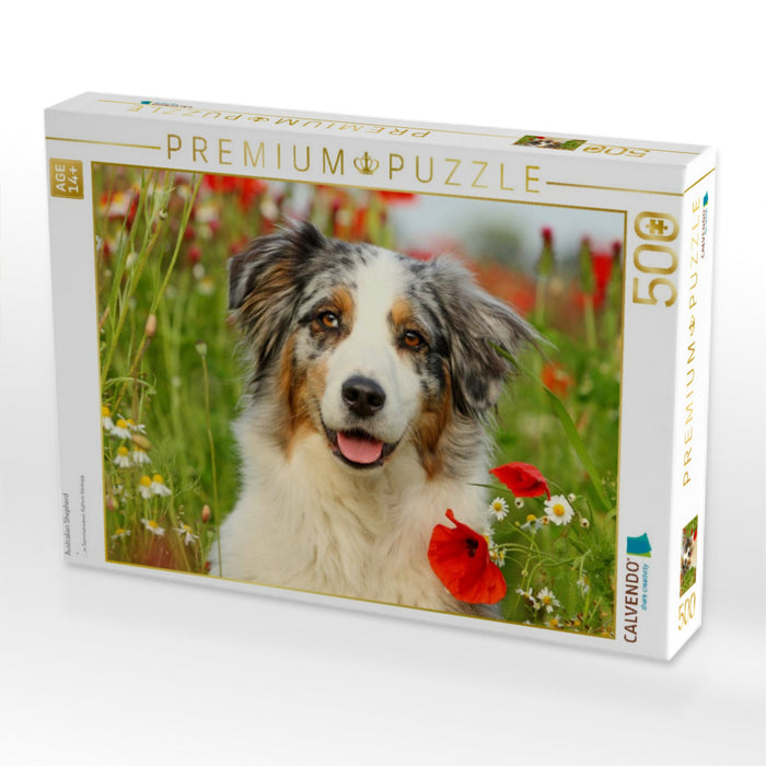 Australian Shepherd - CALVENDO Foto-Puzzle'