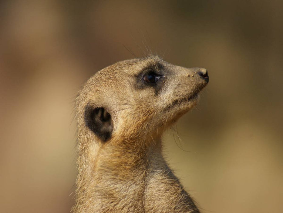 Erdmännchen Profil - CALVENDO Foto-Puzzle'