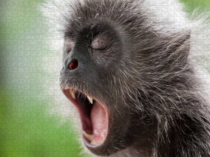 Affe - CALVENDO Foto-Puzzle'