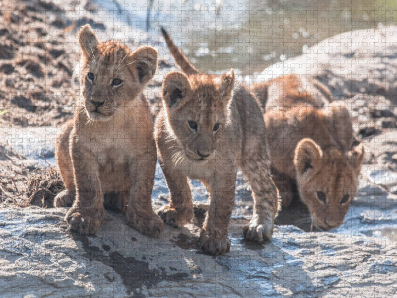 Löwenbabies - CALVENDO Foto-Puzzle'