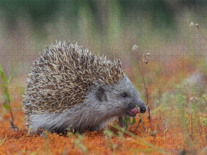 Igel - CALVENDO Foto-Puzzle'