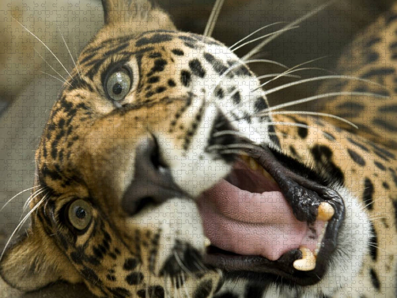 Leopard - CALVENDO Foto-Puzzle'