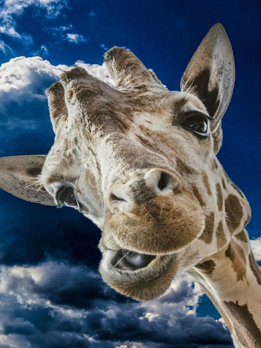 Giraffe - CALVENDO Foto-Puzzle'