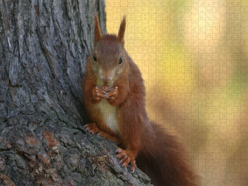 Eichhörnchen - CALVENDO Foto-Puzzle'