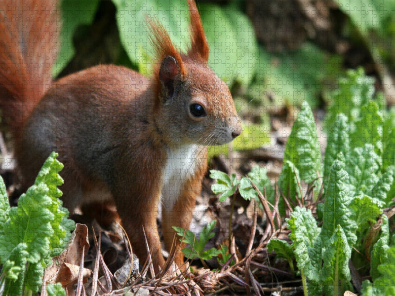 Putziges Eichhörnchen - CALVENDO Foto-Puzzle'