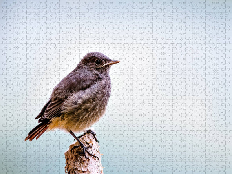 Rotschwänzchen - CALVENDO Foto-Puzzle'