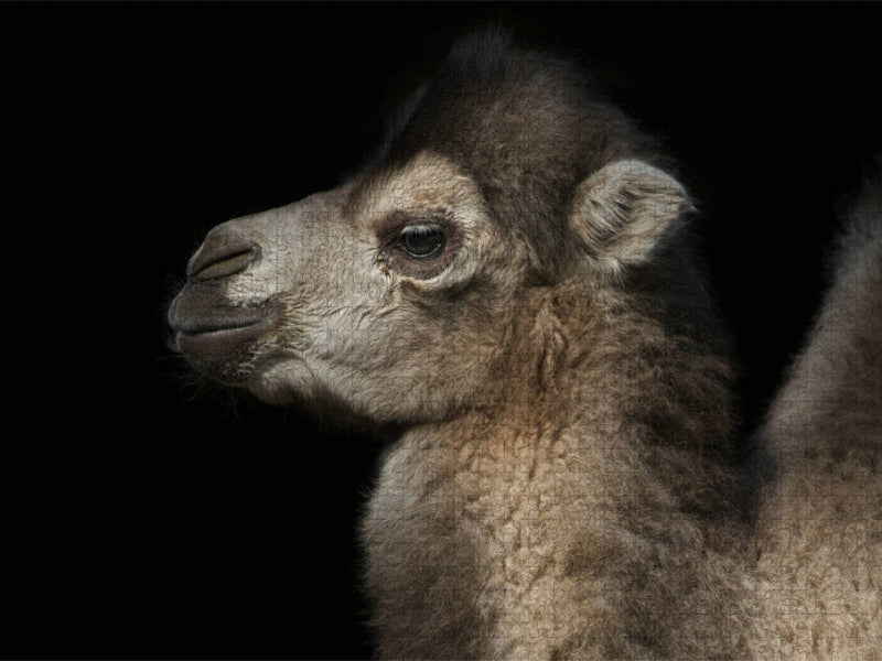 Kamel - CALVENDO Foto-Puzzle'