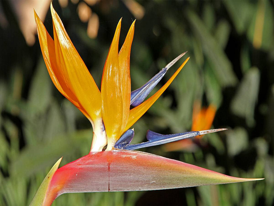 Strelitzie - CALVENDO Foto-Puzzle'