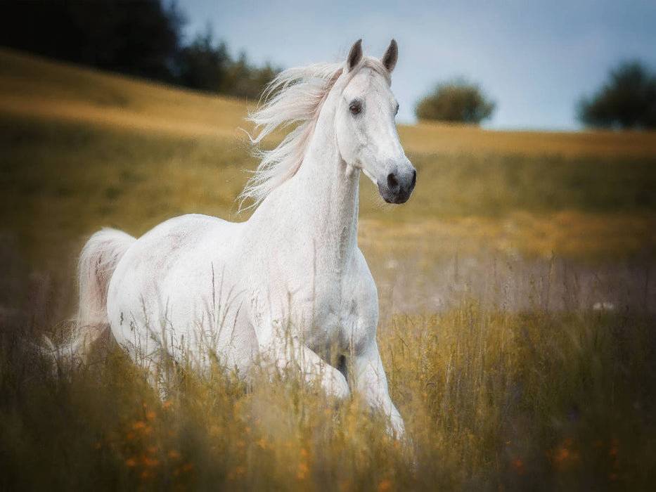 Trakehner - CALVENDO Foto-Puzzle'