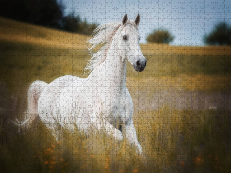 Trakehner - CALVENDO Foto-Puzzle'