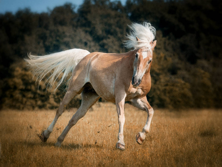 Haflinger - CALVENDO Foto-Puzzle'