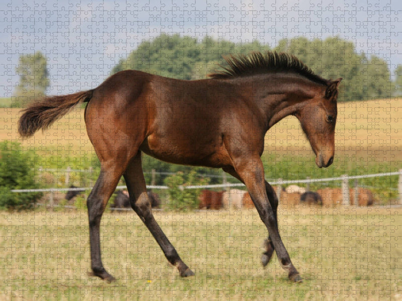 Power - CALVENDO Foto-Puzzle'