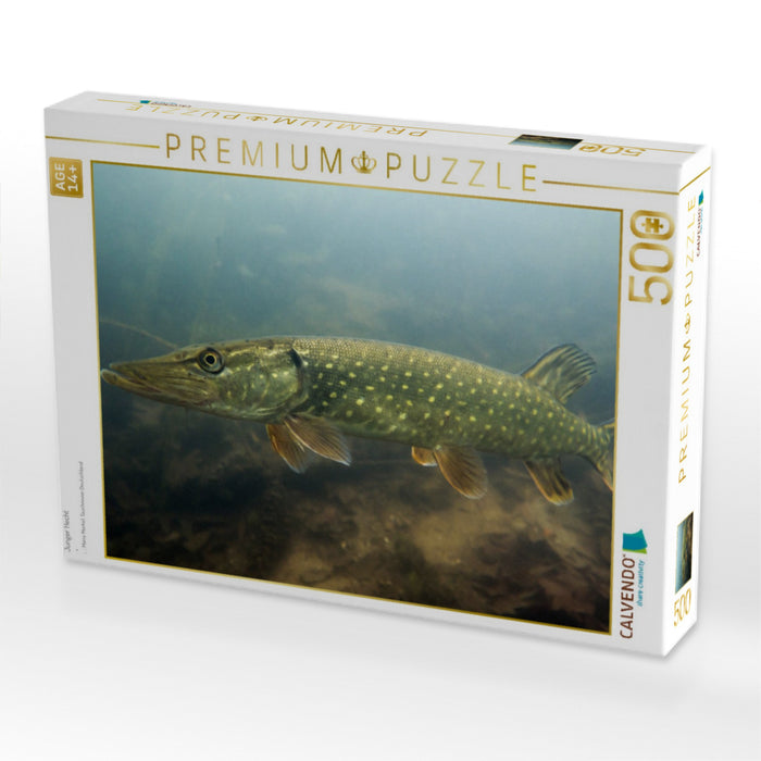Junger Hecht - CALVENDO Foto-Puzzle'