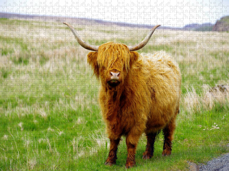 Ein echter Highlander - CALVENDO Foto-Puzzle'