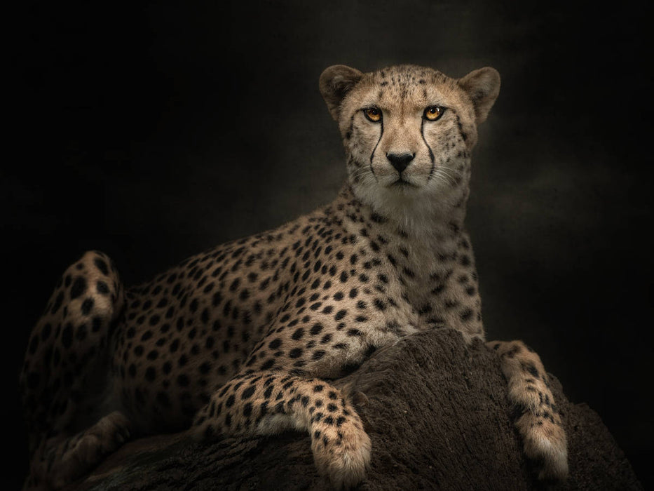 Gepard - CALVENDO Foto-Puzzle'