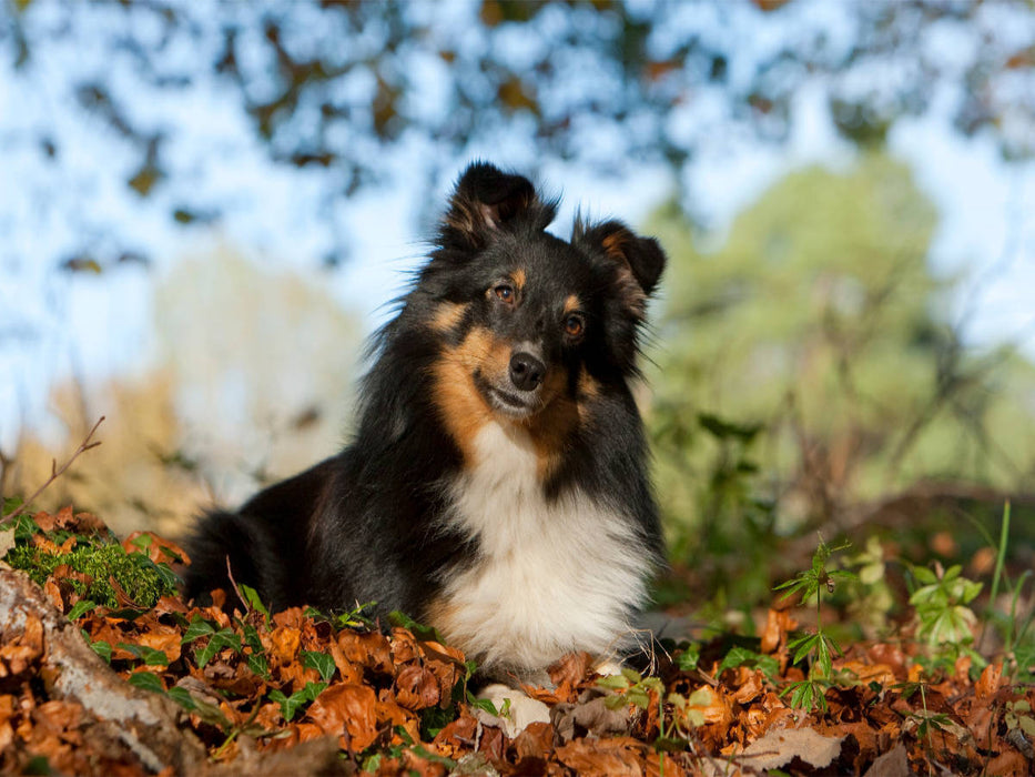 Herbstfarben - CALVENDO Foto-Puzzle'
