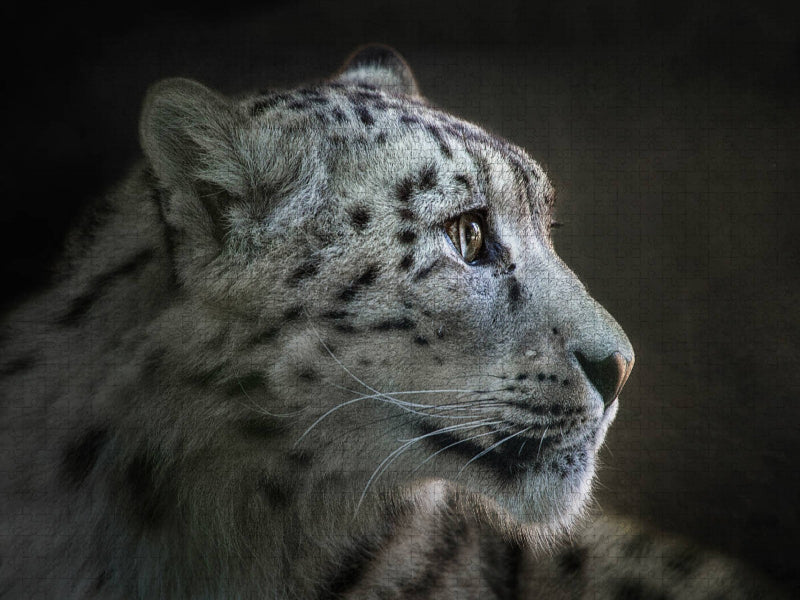 Schneeleopard - CALVENDO Foto-Puzzle'