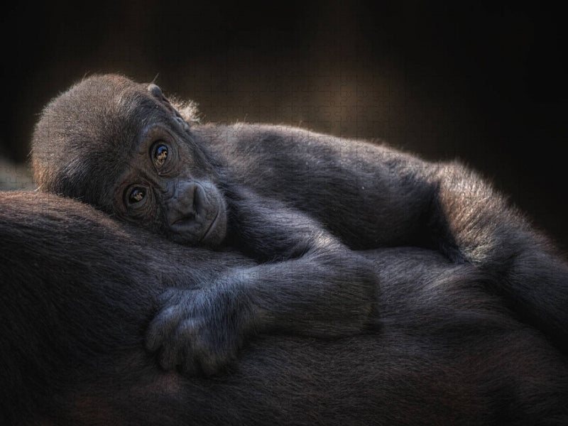 Gorilla - CALVENDO Foto-Puzzle'