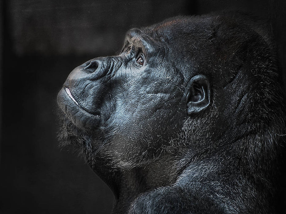 Gorilla - CALVENDO Foto-Puzzle'