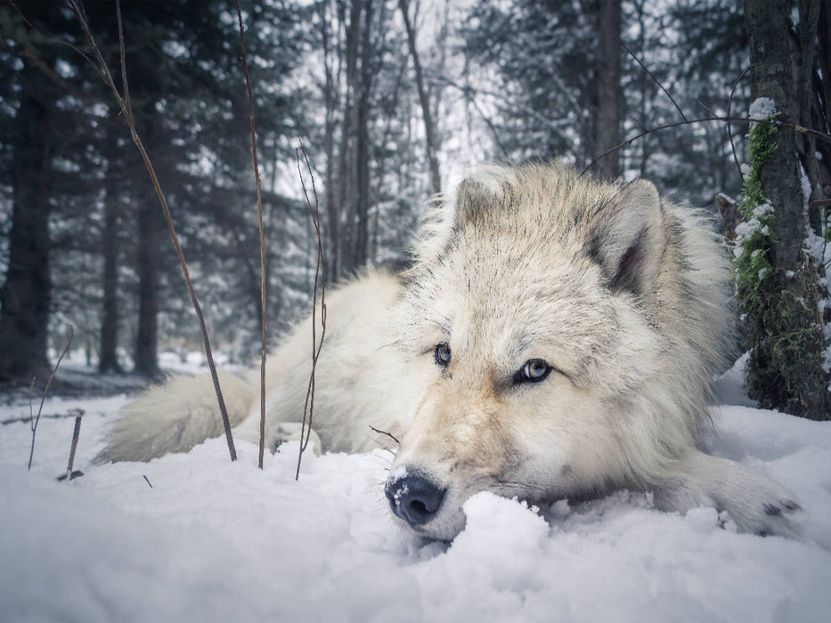 Grau wolf - CALVENDO Foto-Puzzle'