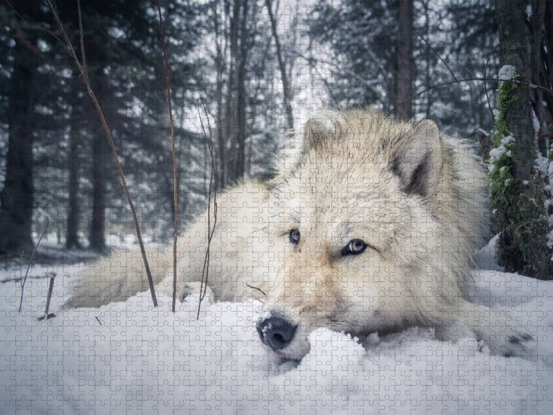 Grau wolf - CALVENDO Foto-Puzzle'
