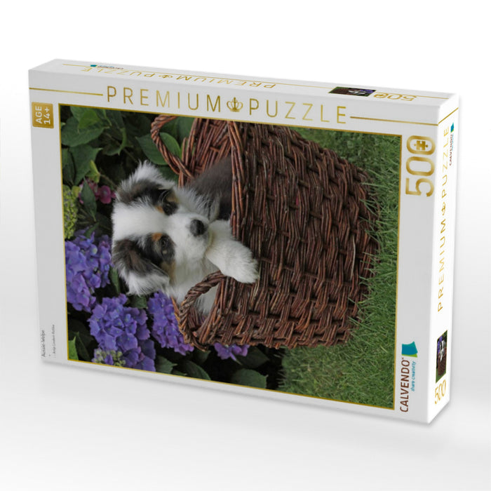 Aussie-Welpe - CALVENDO Foto-Puzzle'