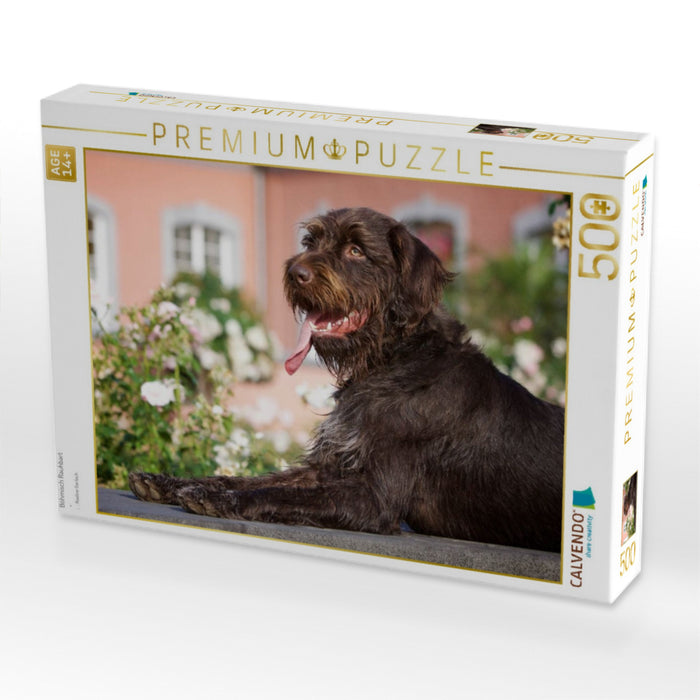 Böhmisch Rauhbart - CALVENDO Foto-Puzzle'