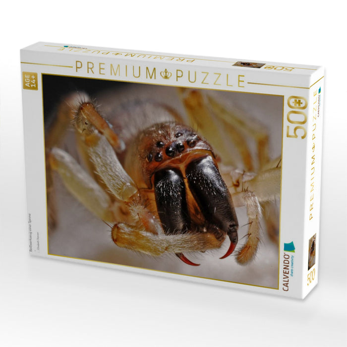 Beißwerkzeug einer Spinne - CALVENDO Foto-Puzzle'