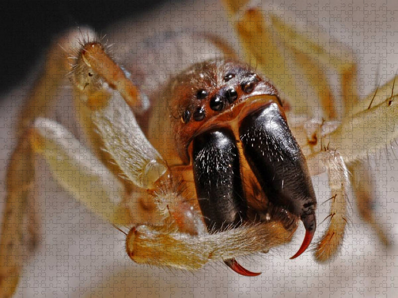 Beißwerkzeug einer Spinne - CALVENDO Foto-Puzzle'