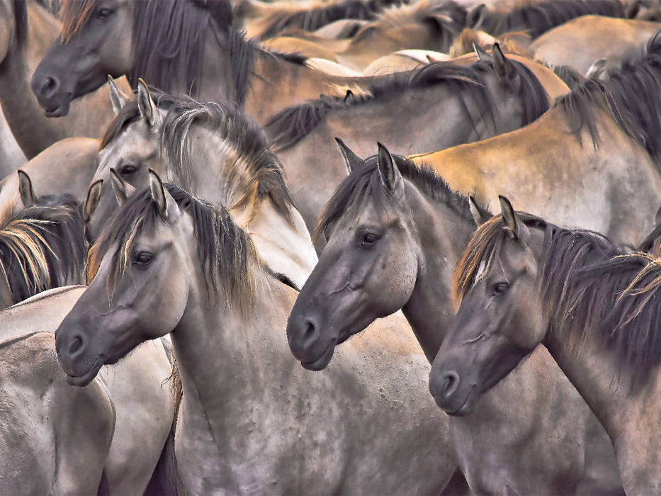 Traumpferde - CALVENDO Foto-Puzzle'